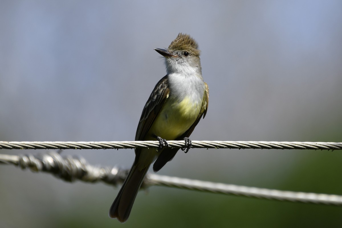 Копетон блідий - ML644684630