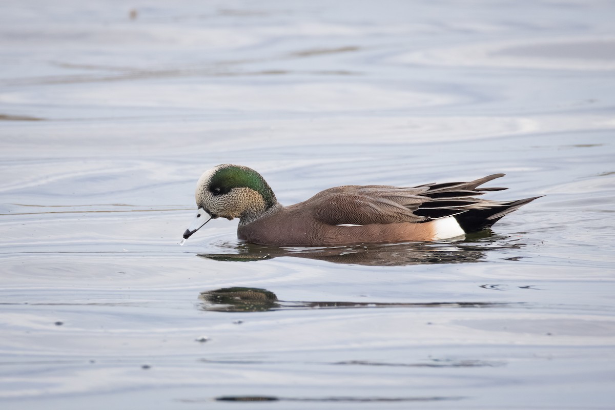 American Wigeon - ML644684635