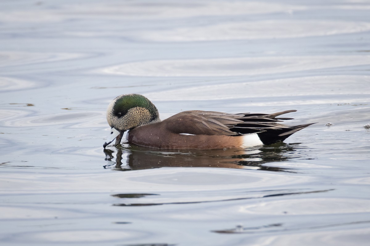 American Wigeon - ML644684636