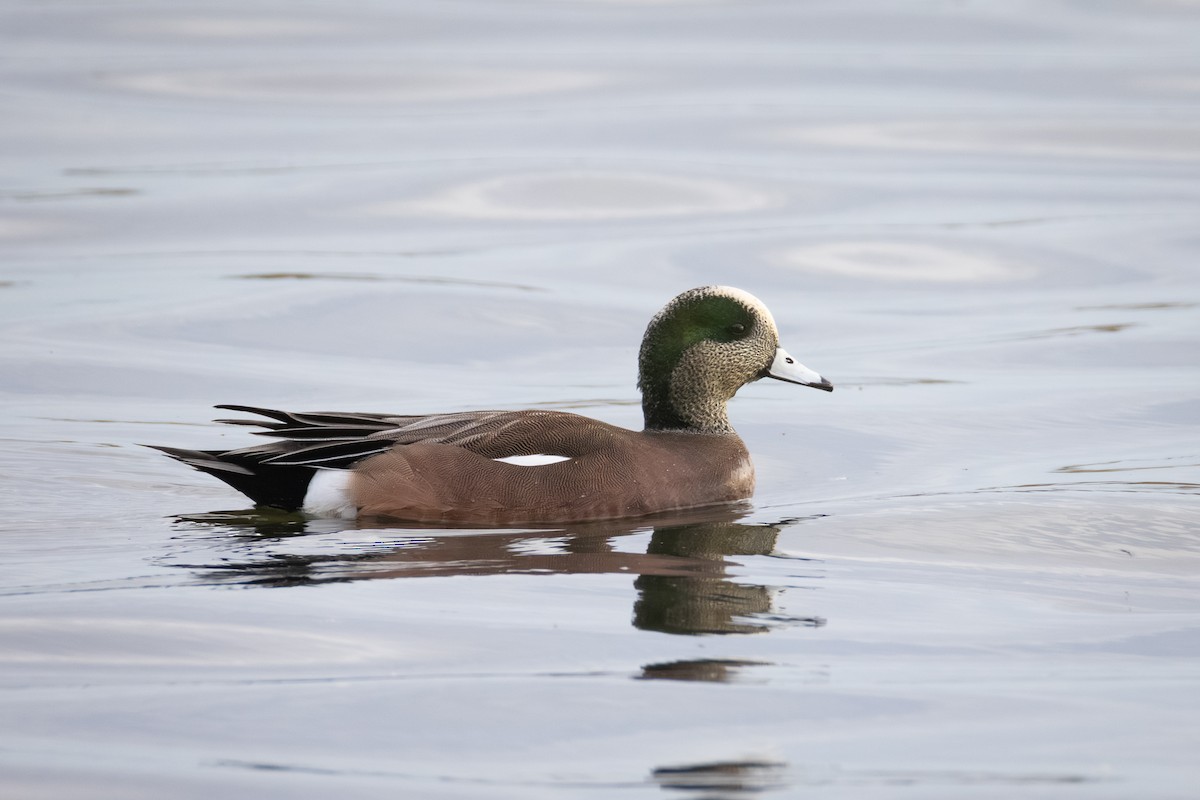 American Wigeon - ML644684637