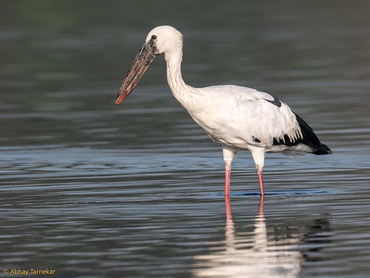 Лелека-молюскоїд індійський - ML644684638