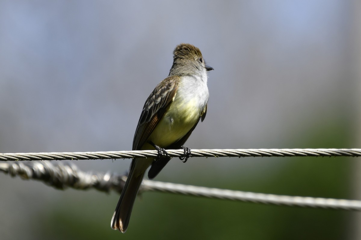 Копетон блідий - ML644684640