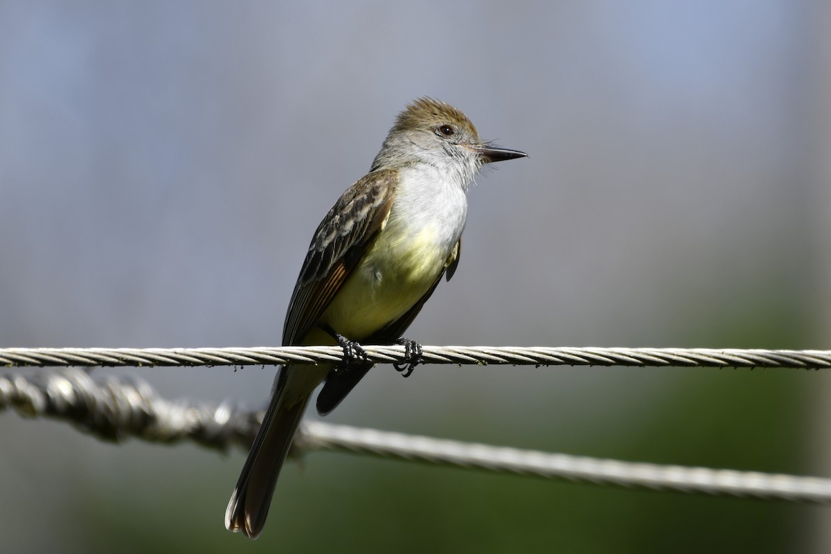 Копетон блідий - ML644684641