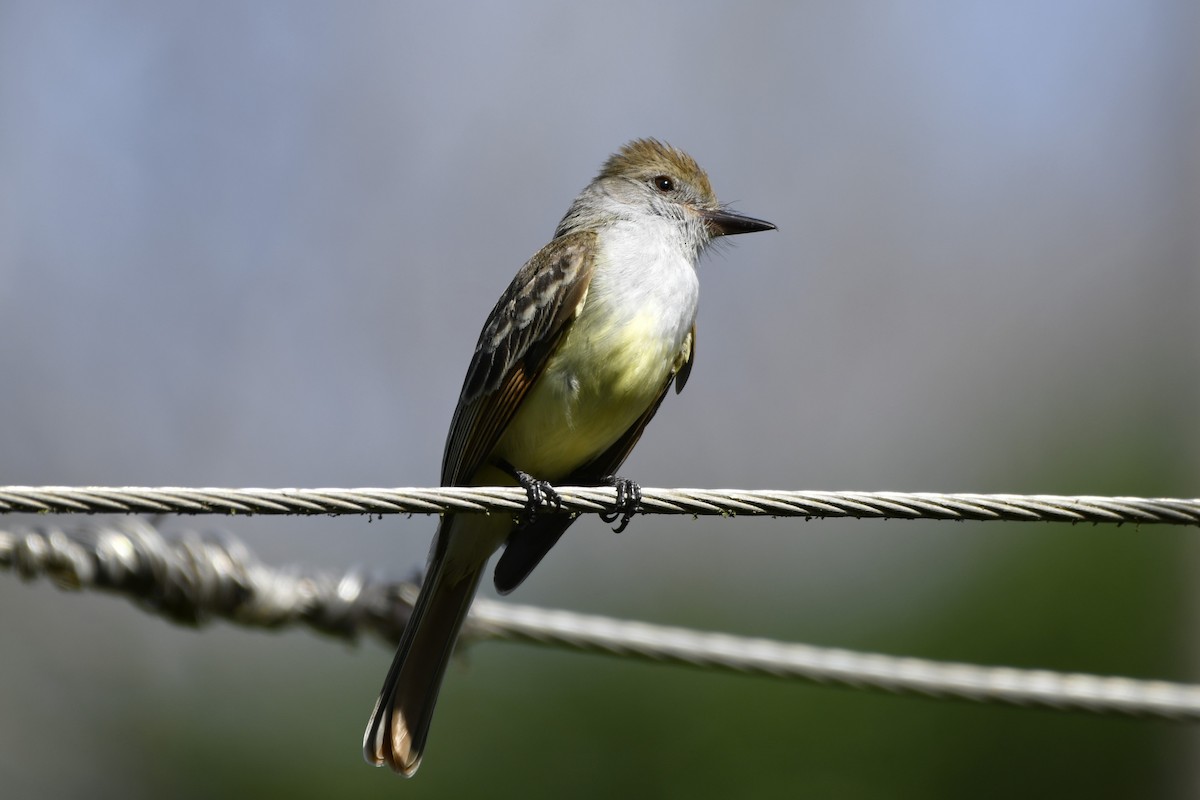 Копетон блідий - ML644684642