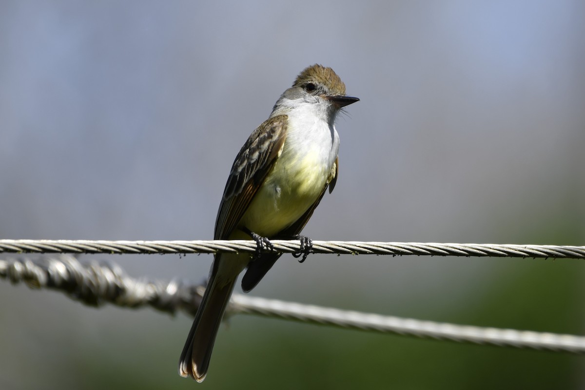 Копетон блідий - ML644684643