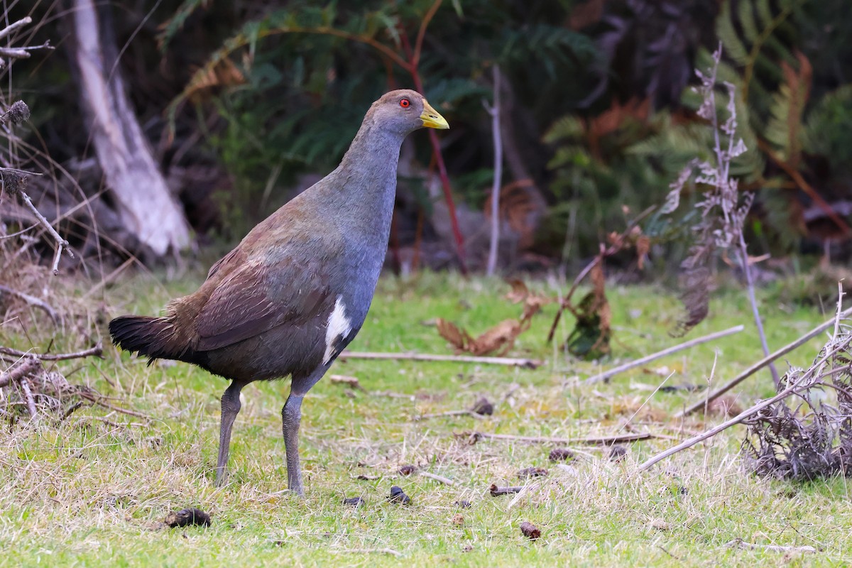 Tasmanian Nativehen - ML644684658