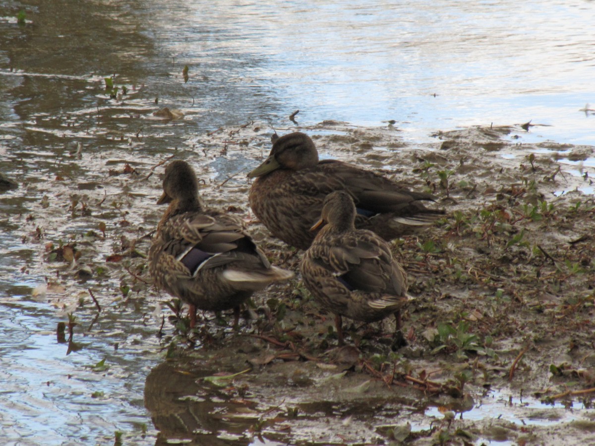 stokkand - ML644684660