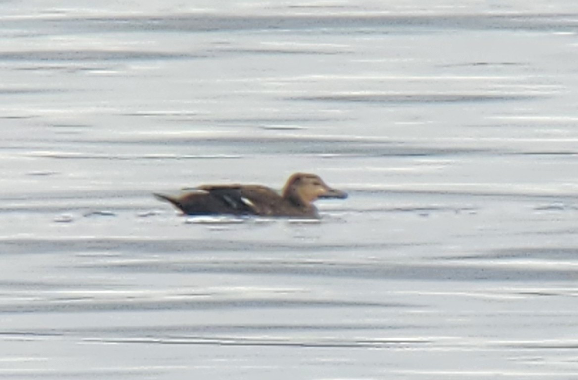 Scheckente - ML644684662