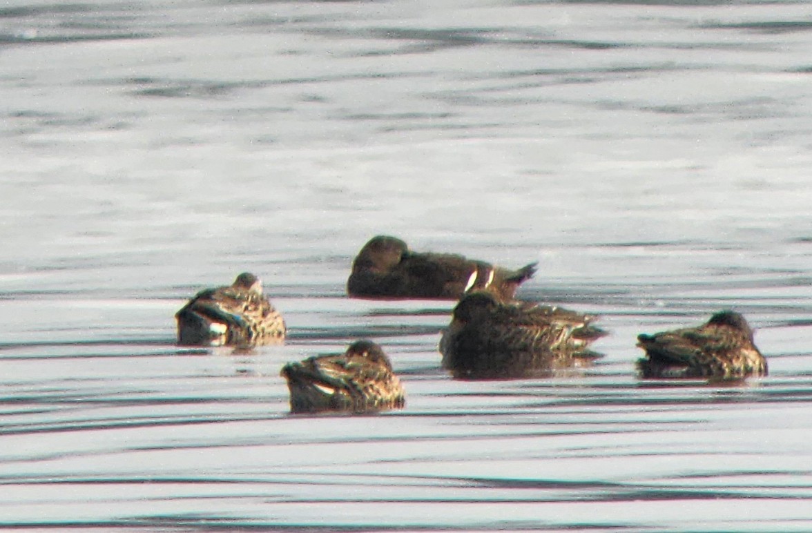 Scheckente - ML644684663