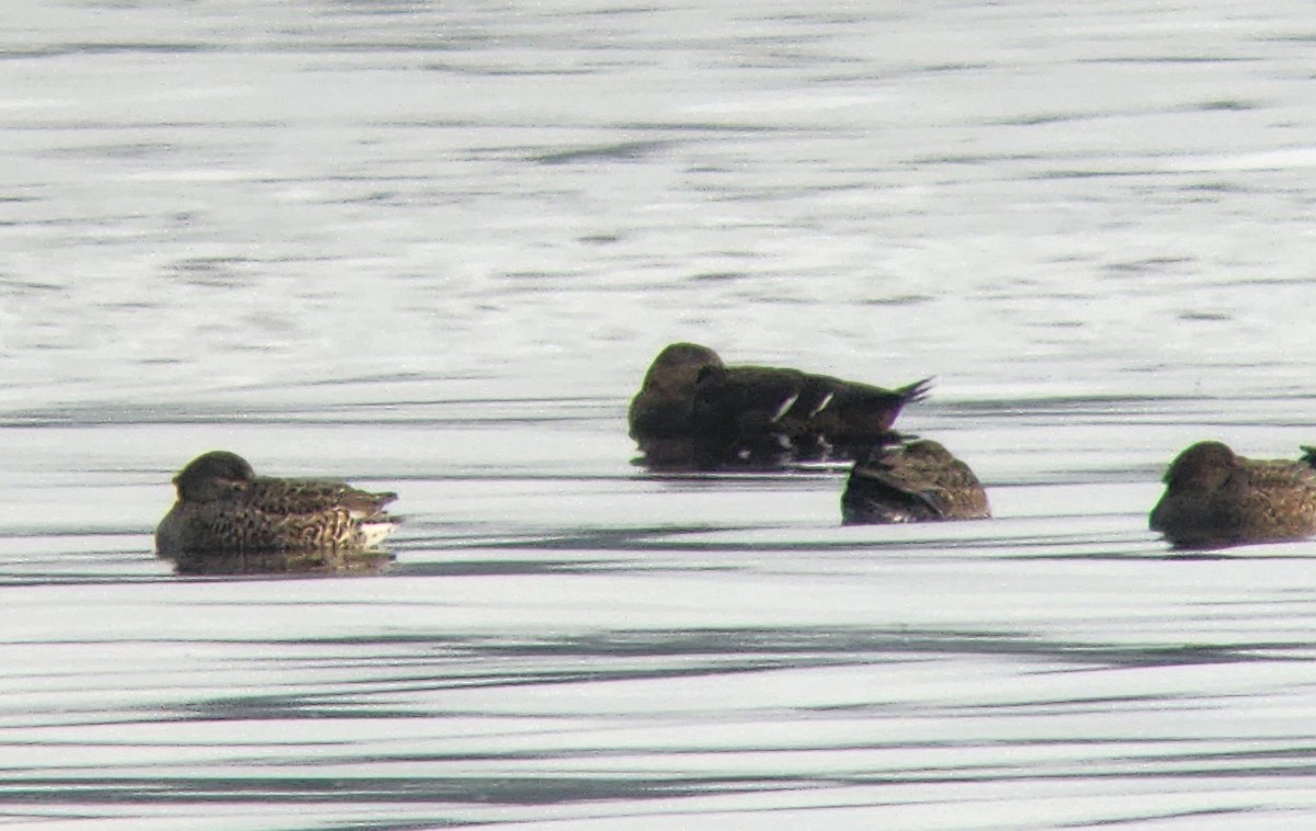 Scheckente - ML644684664