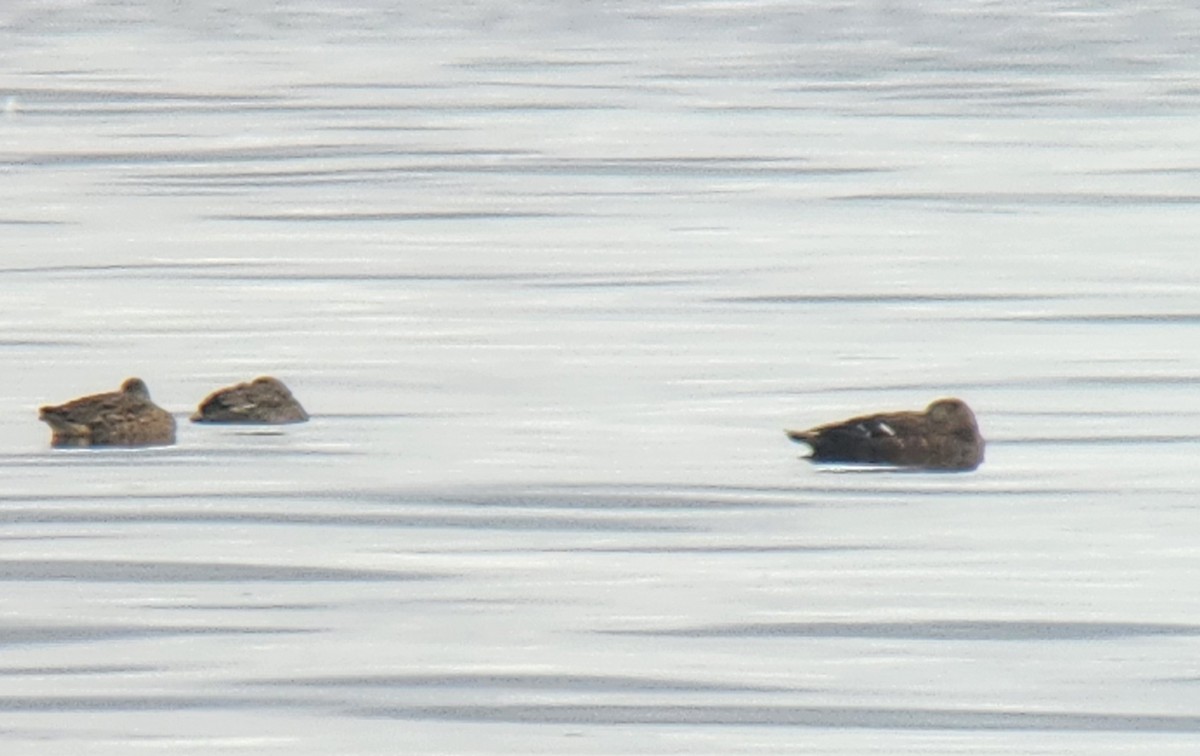 Scheckente - ML644684665