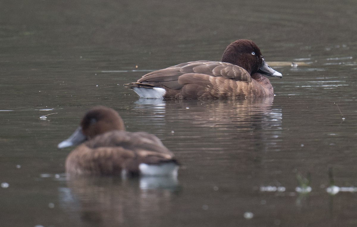 Австралийский нырок - ML644684666