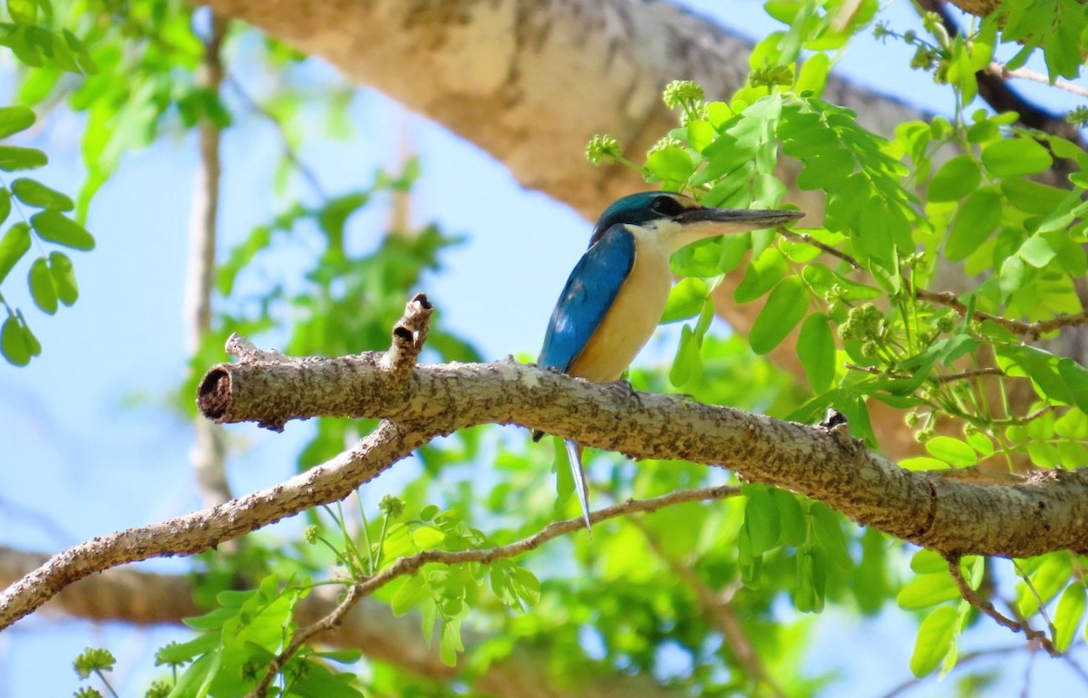 Sacred Kingfisher (Australasian) - ML644684668