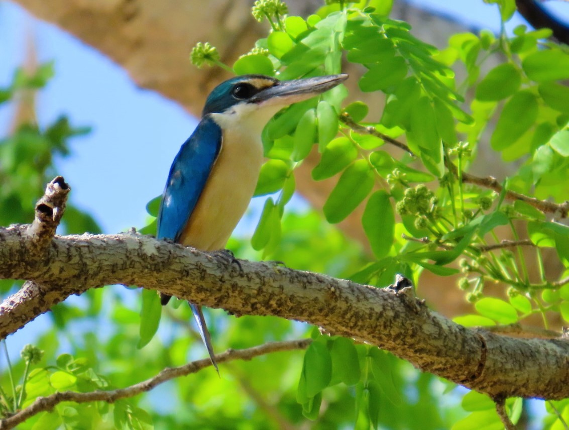 Sacred Kingfisher (Australasian) - ML644684669