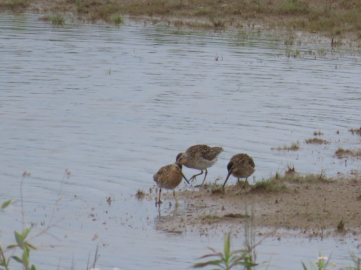 חרטומנית קצרת-מקור - ML644684678