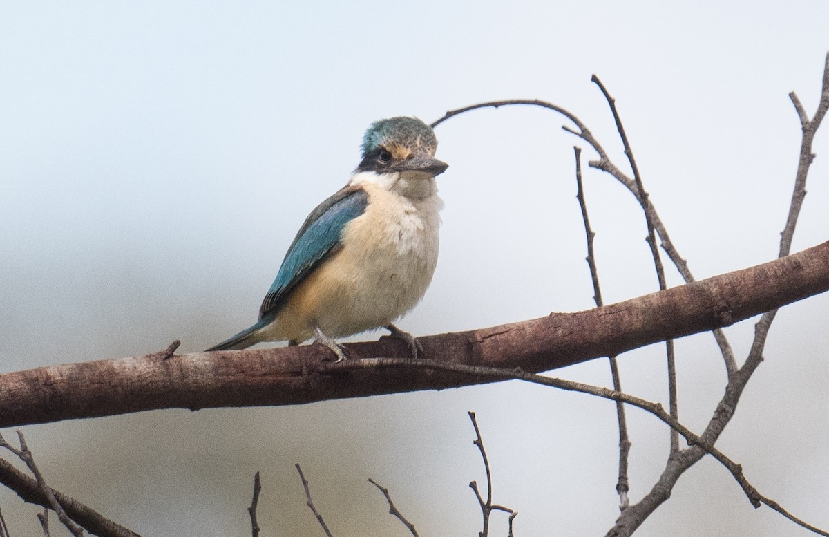 Священная альциона - ML644684681