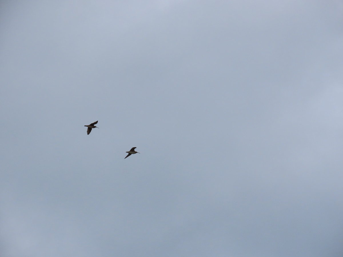 חרמשון אמריקאי - ML644684682