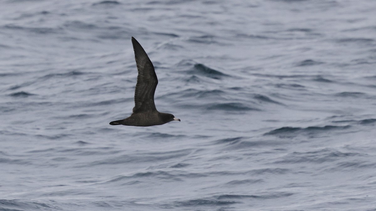 Flesh-footed Shearwater - ML644684683