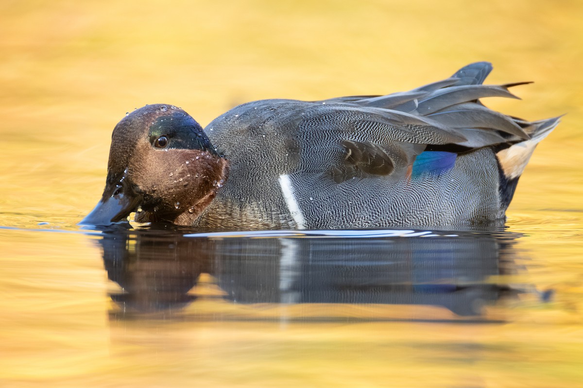 コガモ - ML644684684