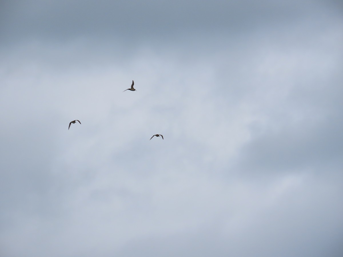 חרמשון אמריקאי - ML644684690