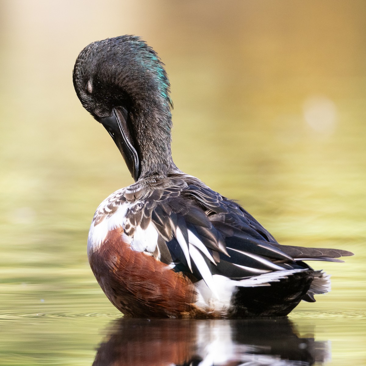 מרית צפונית - ML644684691