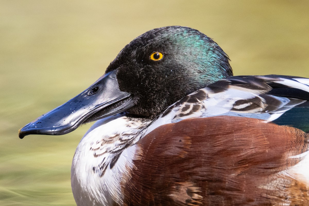 מרית צפונית - ML644684692