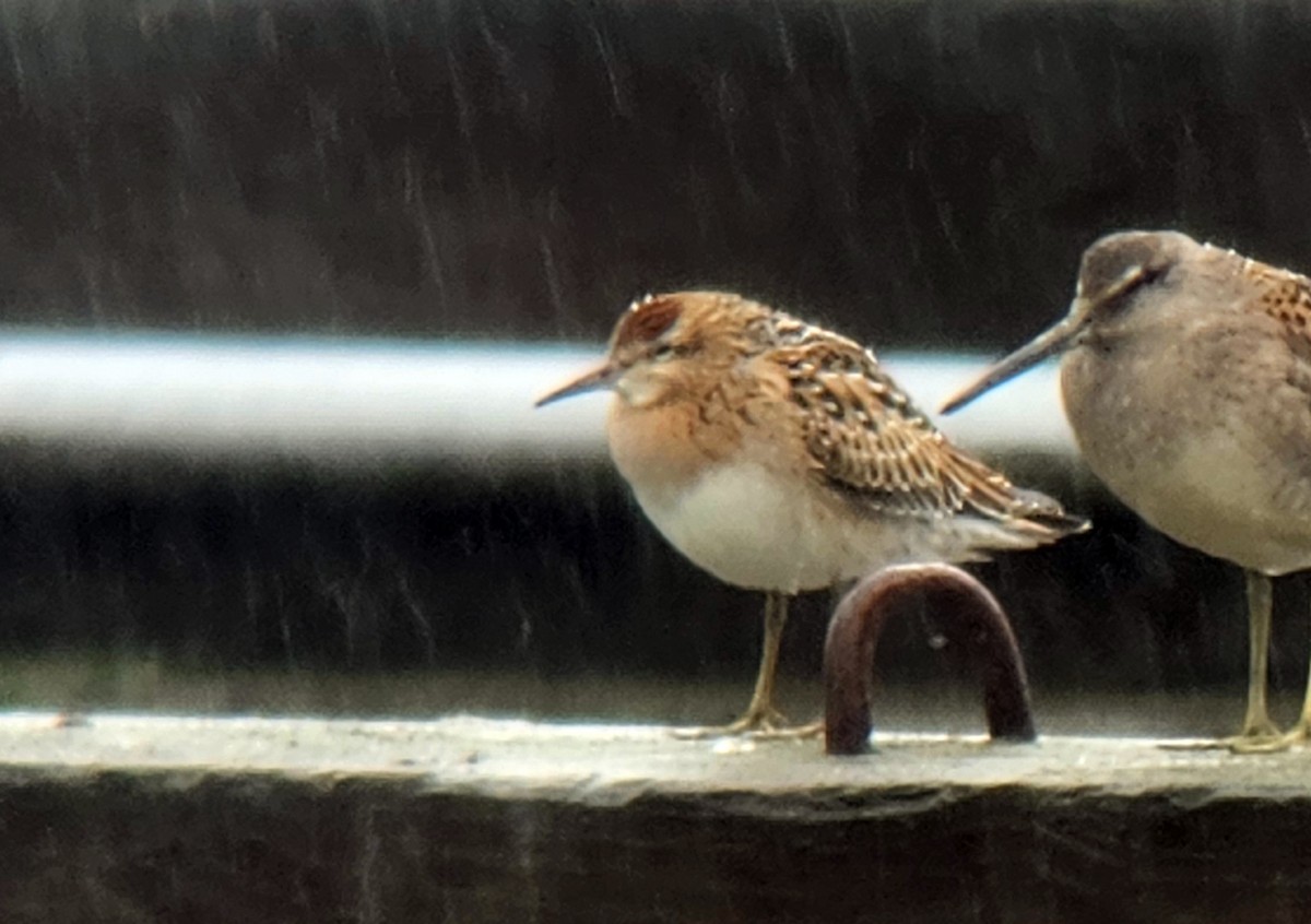 חופית חדת-זנב - ML644684693