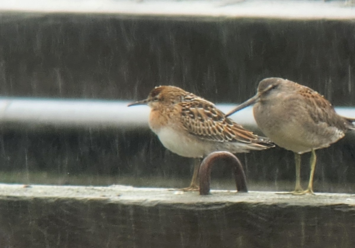 חופית חדת-זנב - ML644684694