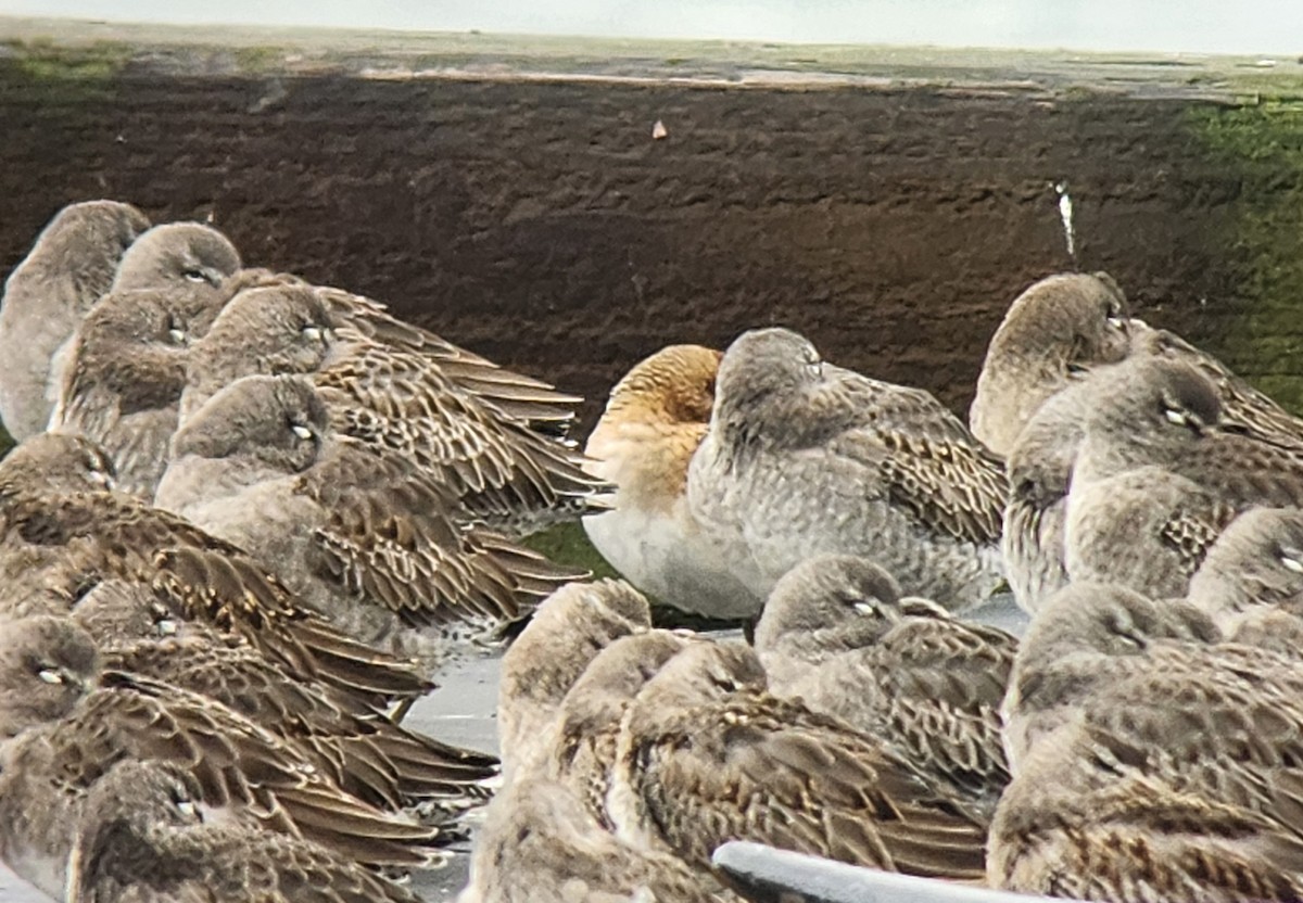 חופית חדת-זנב - ML644684695