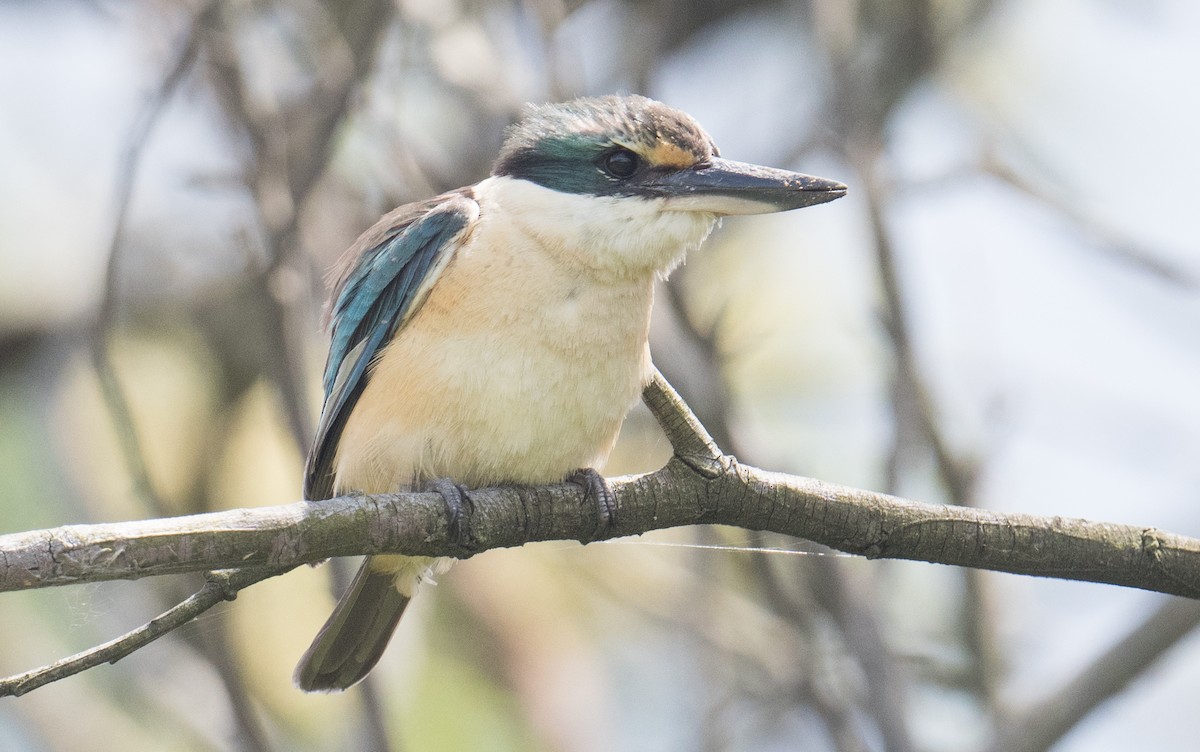 Sacred Kingfisher - ML644684696