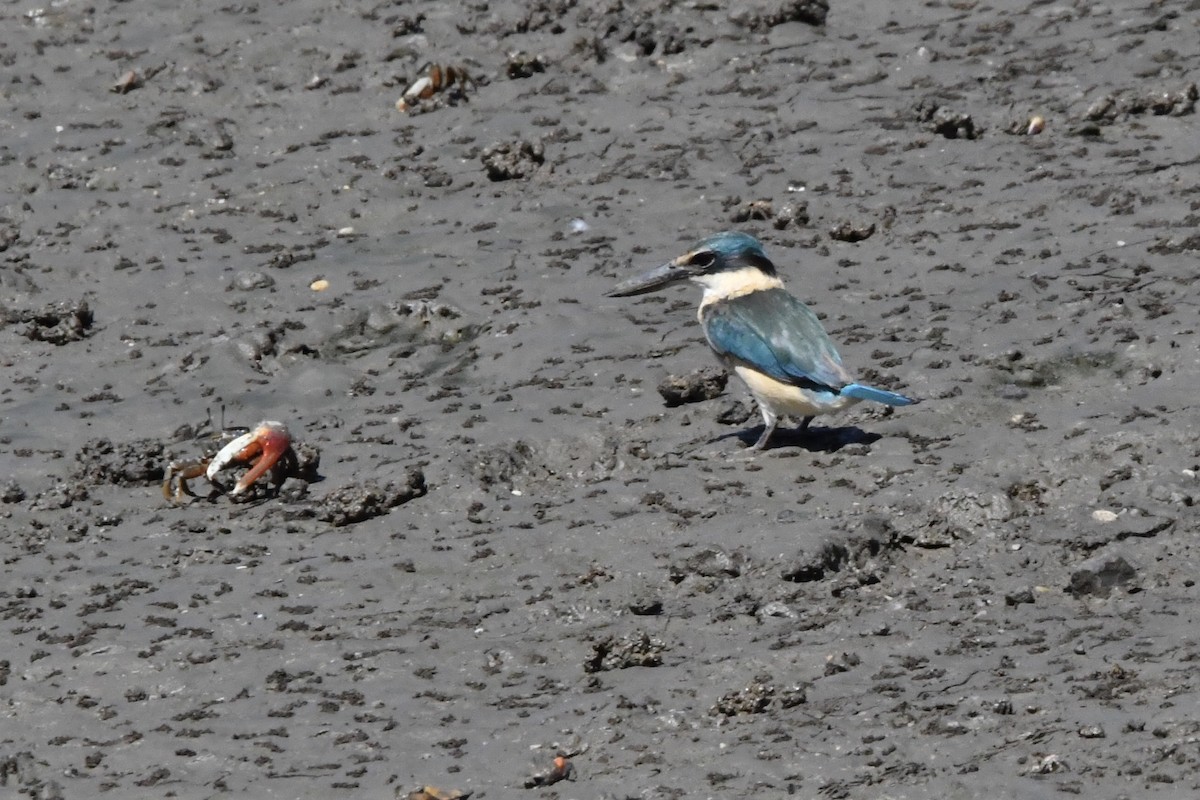 Sacred Kingfisher - ML644684697