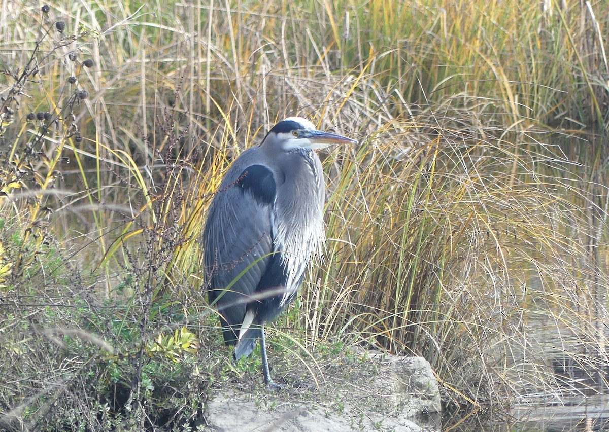 אנפה אמריקנית - ML644684698