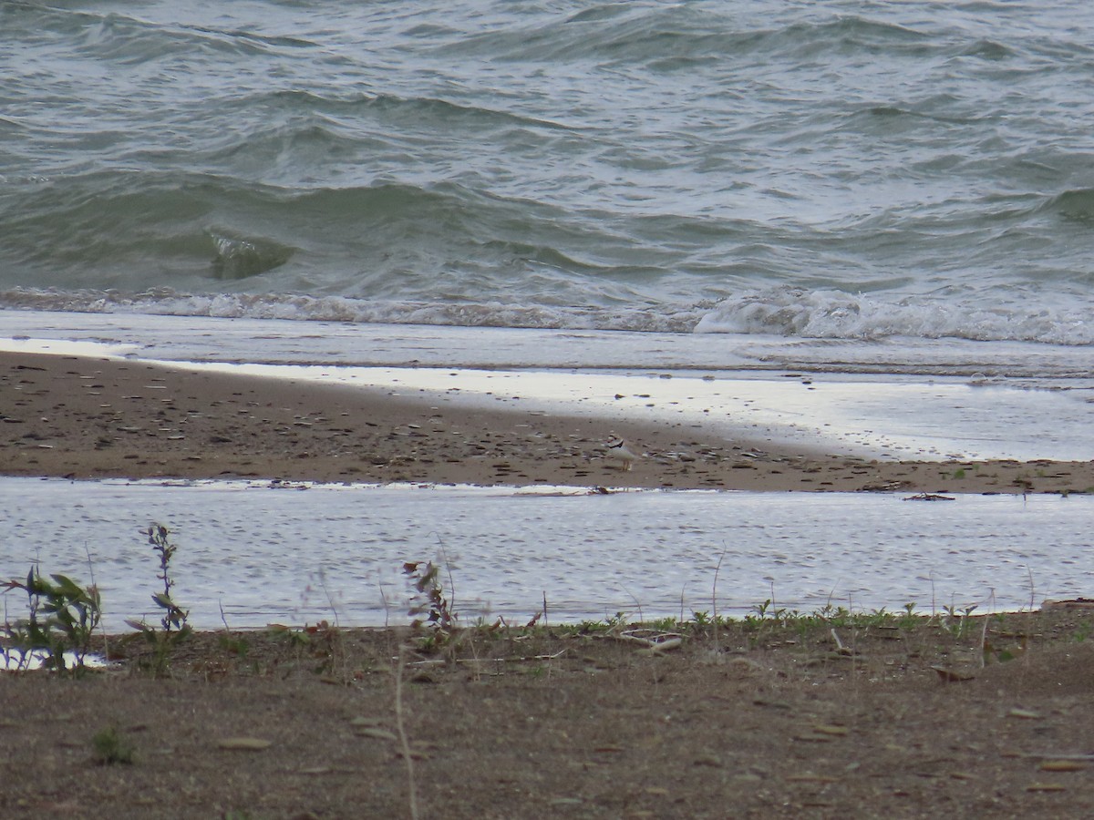 Piping Plover - ML644684699