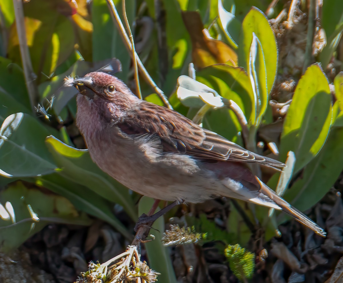 Brown-capped Rosy-Finch - ML644684700