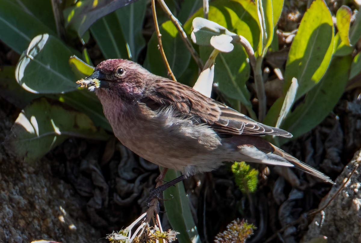 Brown-capped Rosy-Finch - ML644684701