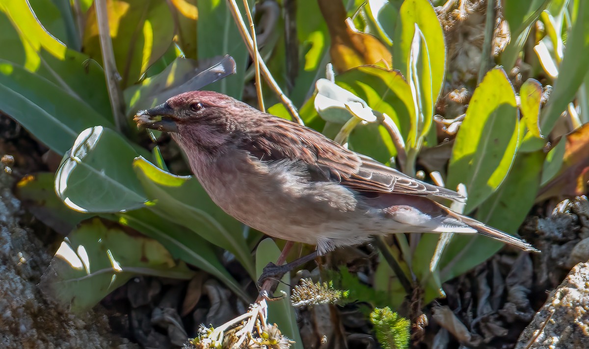 Brown-capped Rosy-Finch - ML644684702