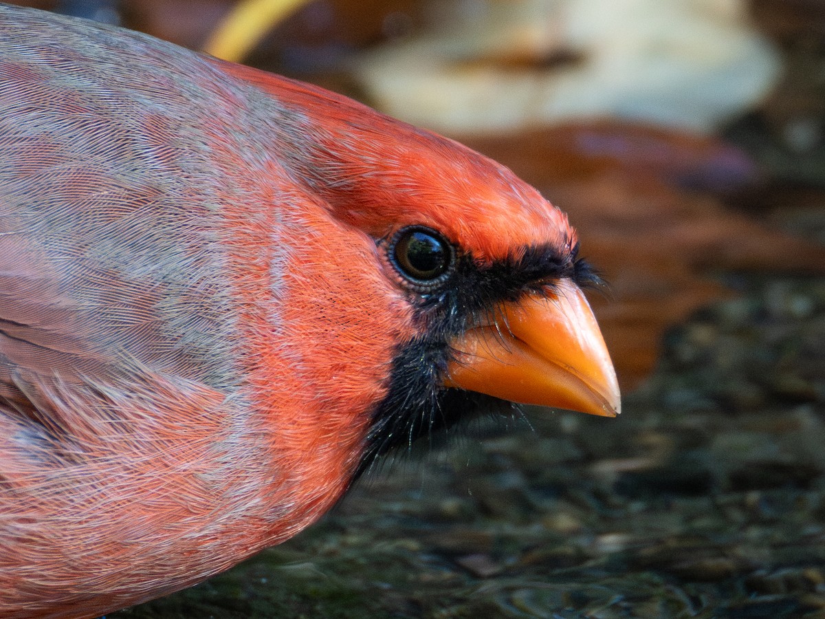 קרדינל צפוני - ML644684703