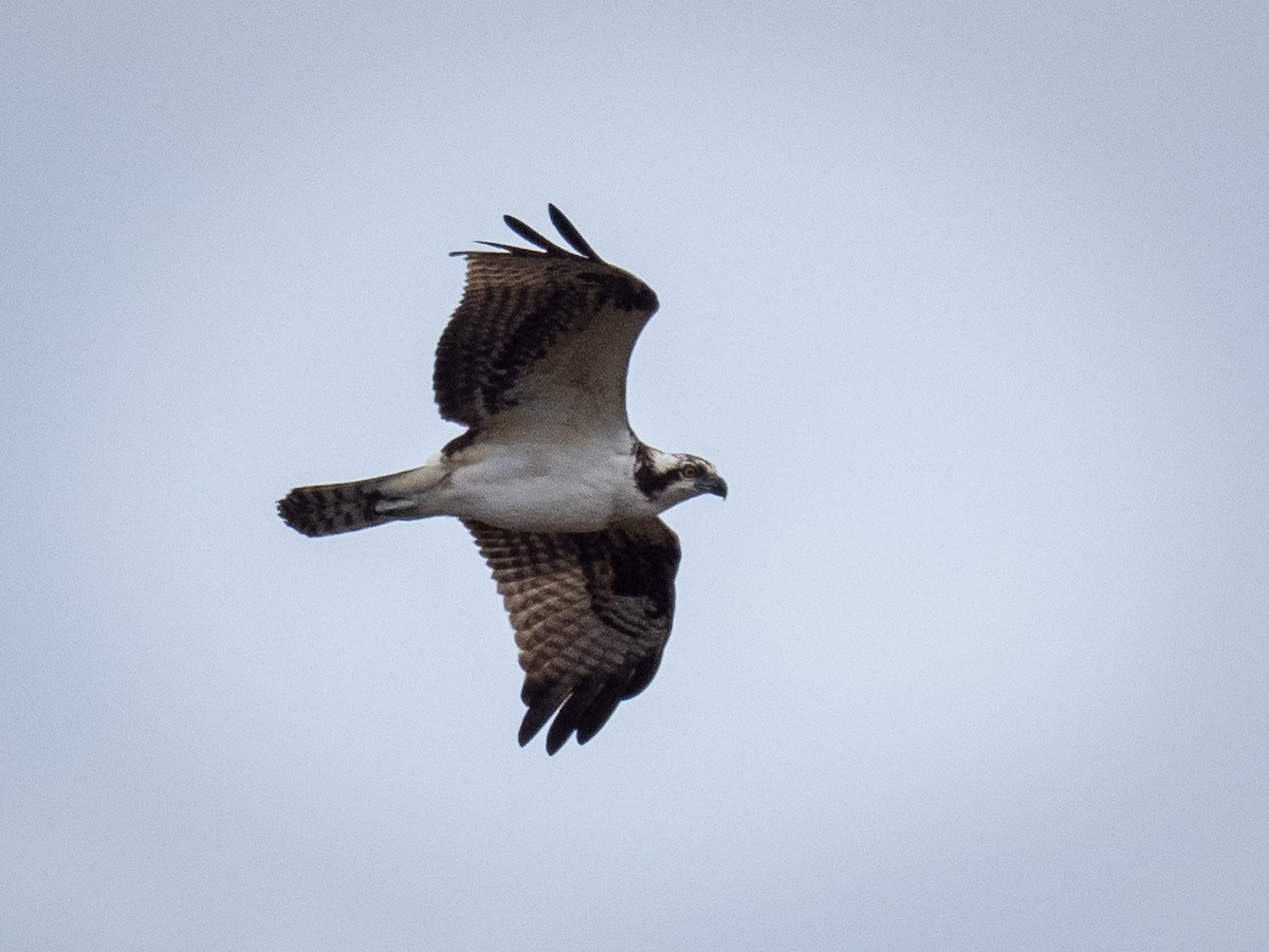 שלך - ML644684704