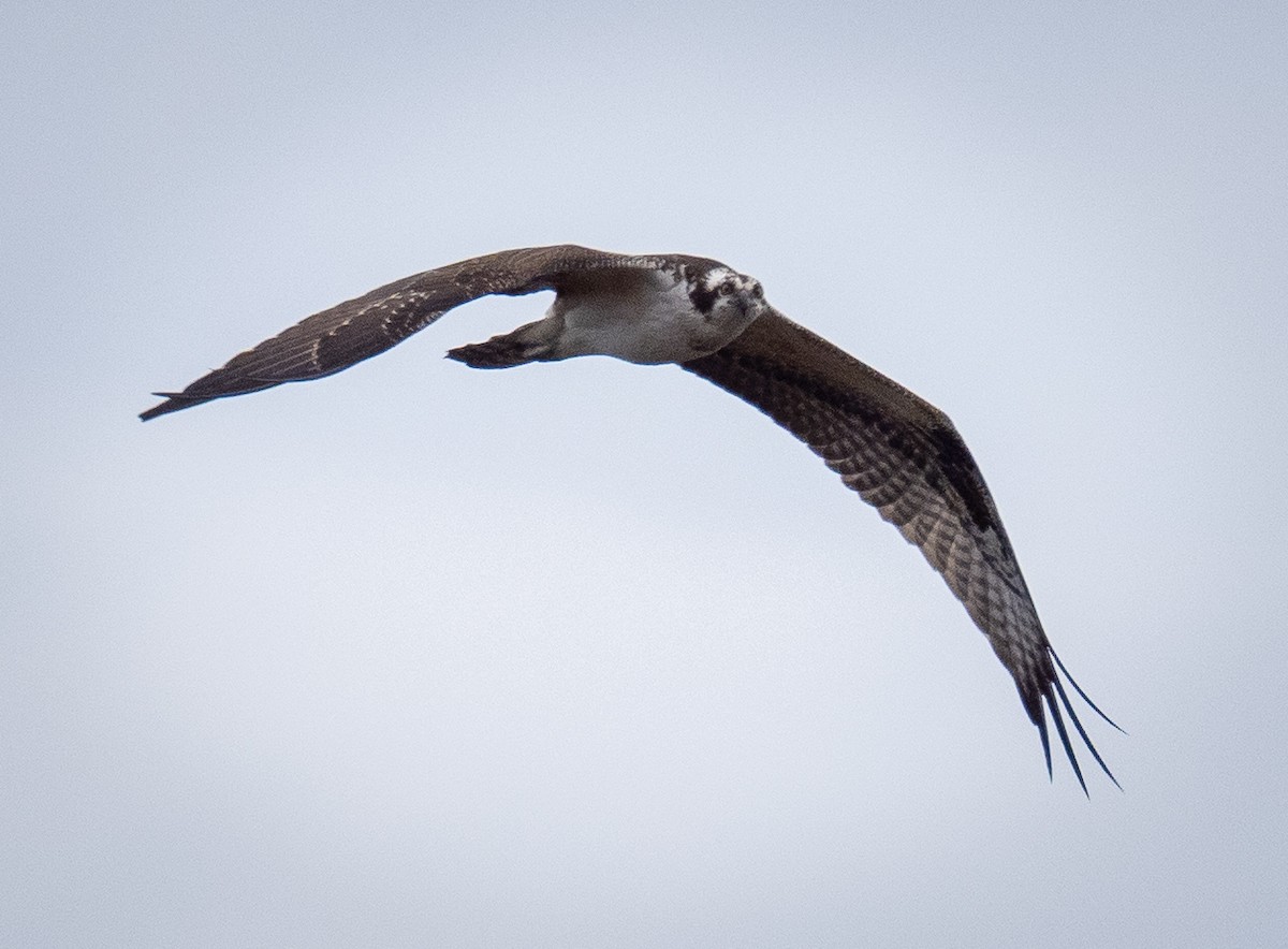 שלך - ML644684705