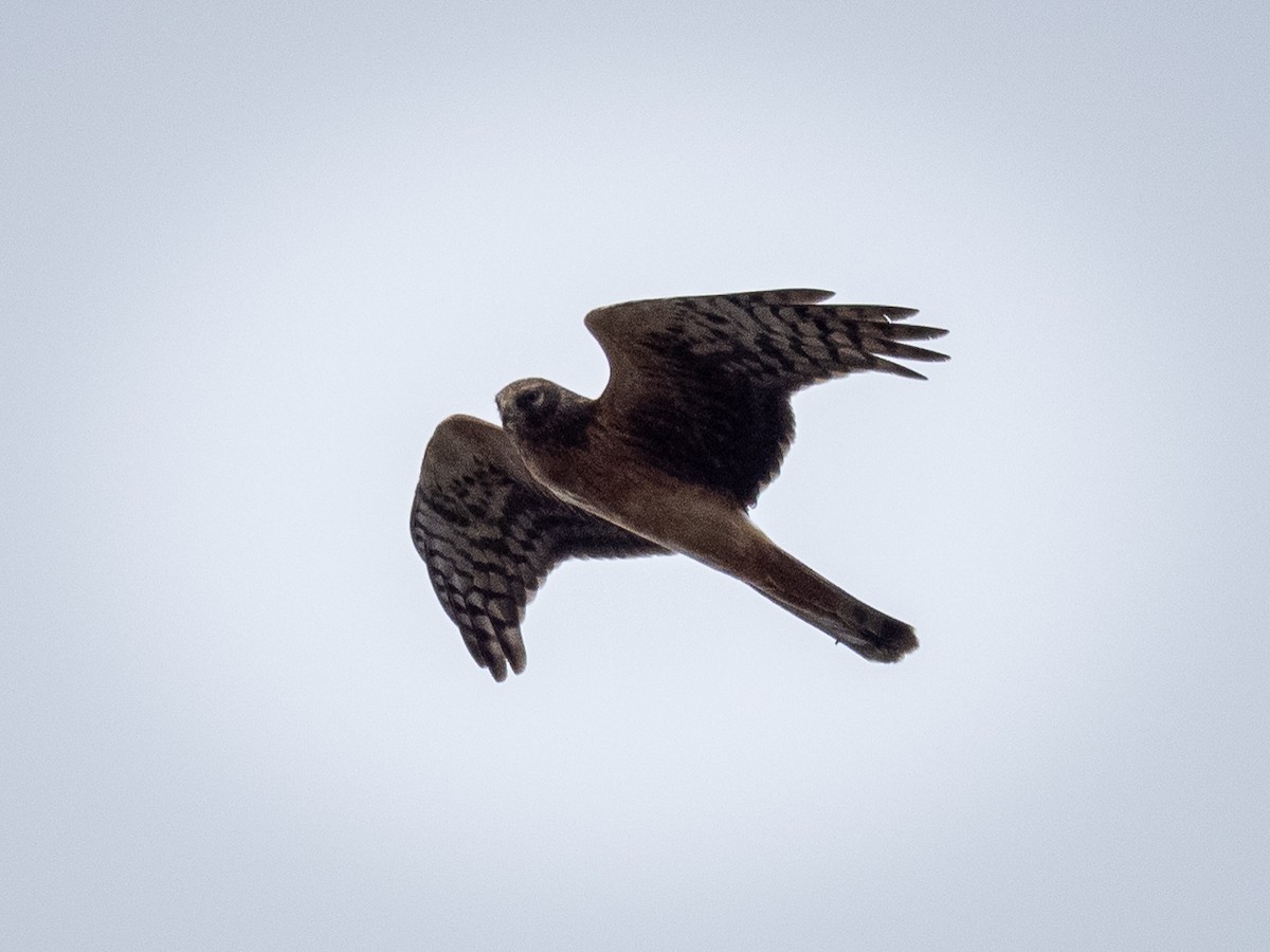 זרון אמריקני - ML644684706