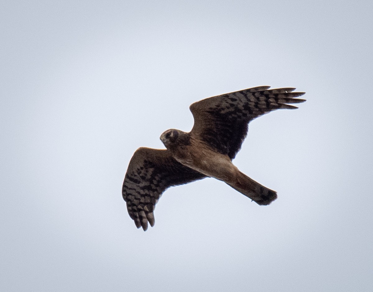 זרון אמריקני - ML644684707