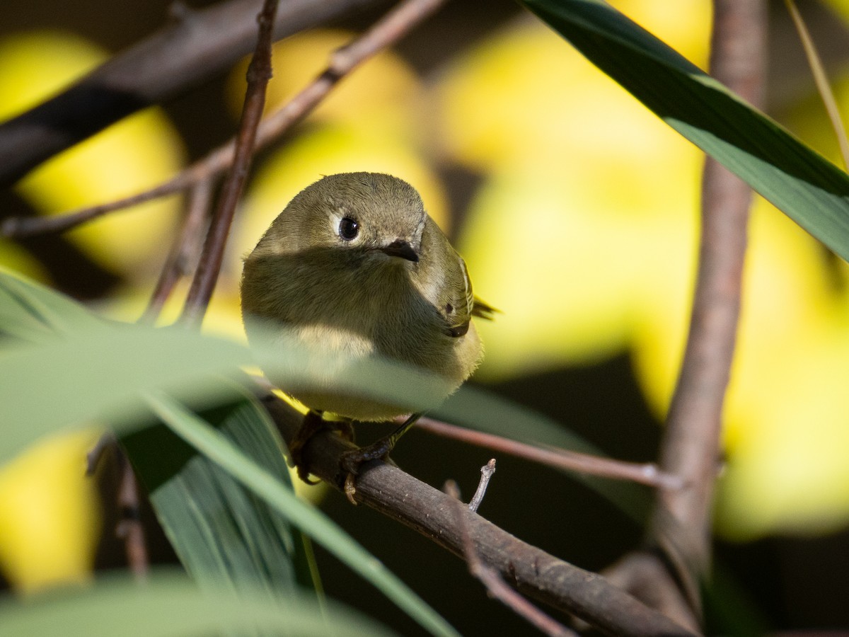 מלכילון אמריקני - ML644684708