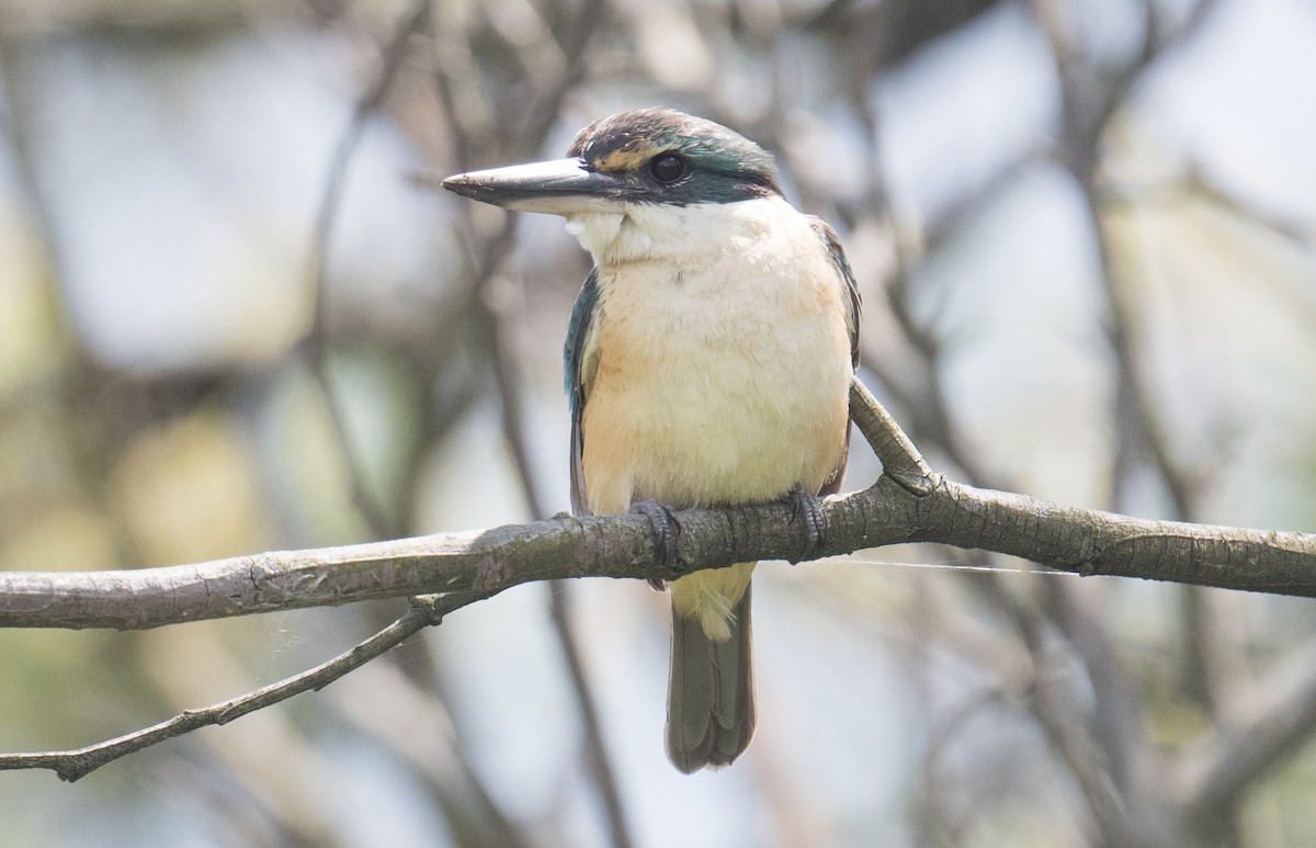 Sacred Kingfisher - ML644684710