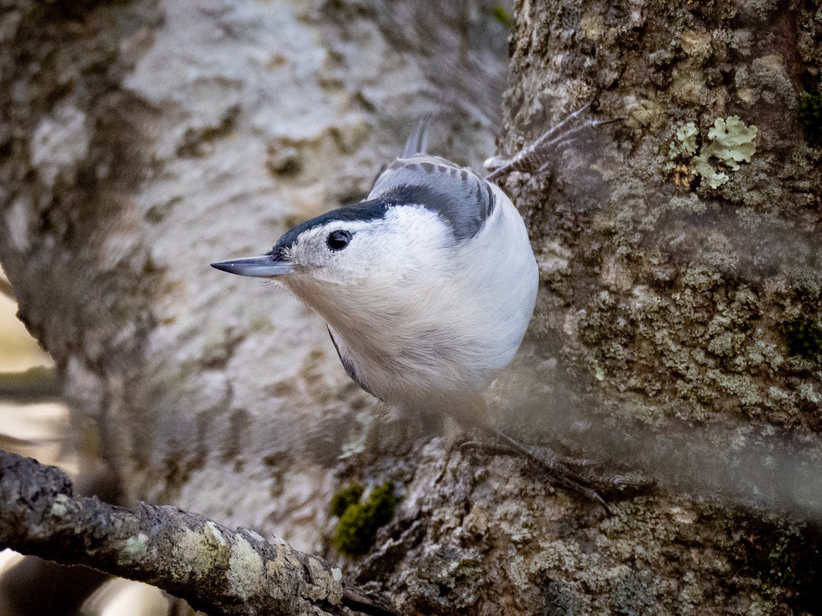 White-breasted Nuthatch - ML644684712
