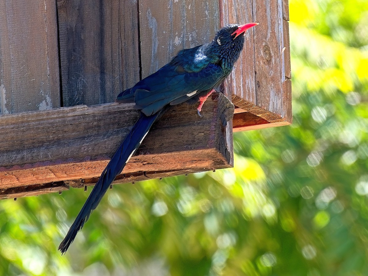 Green Woodhoopoe - ML644684714