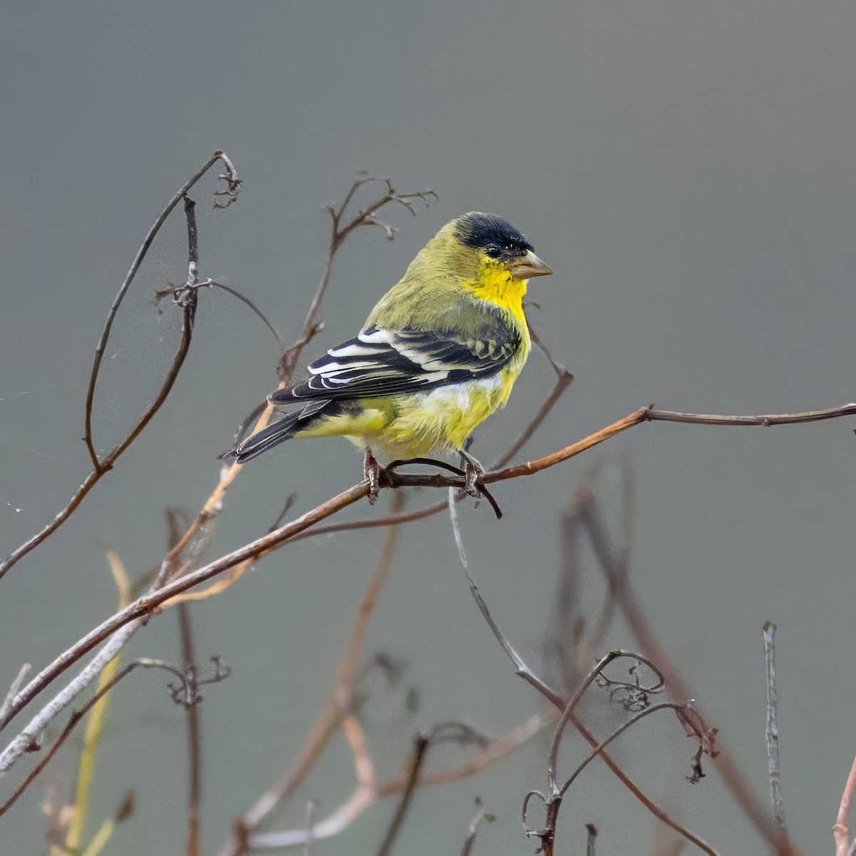 Lesser Goldfinch - ML644684715