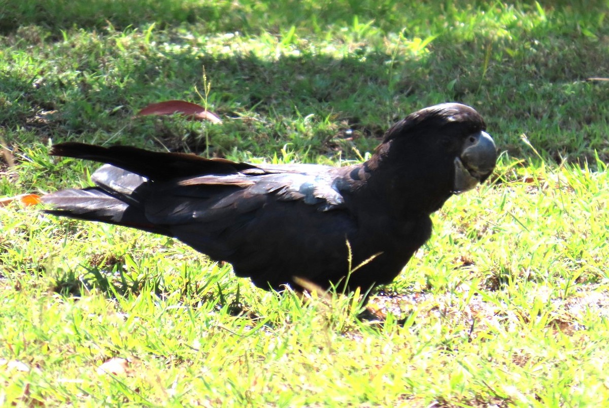 Red-tailed Black-Cockatoo - ML644684717