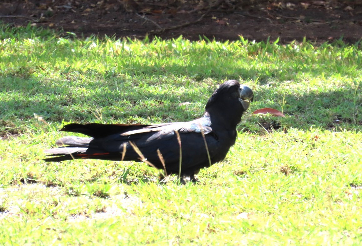 Red-tailed Black-Cockatoo - ML644684718
