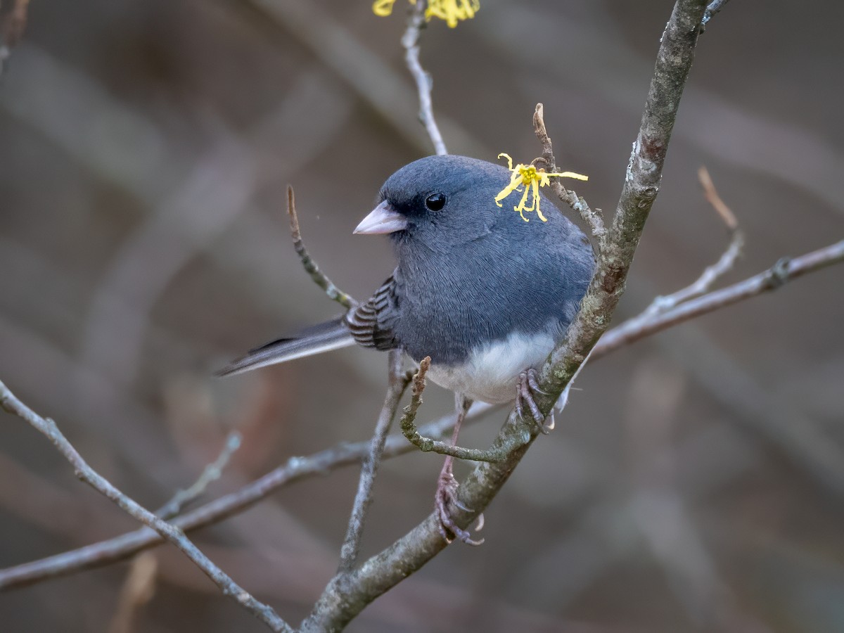 יונקו כהה-עין - ML644684720