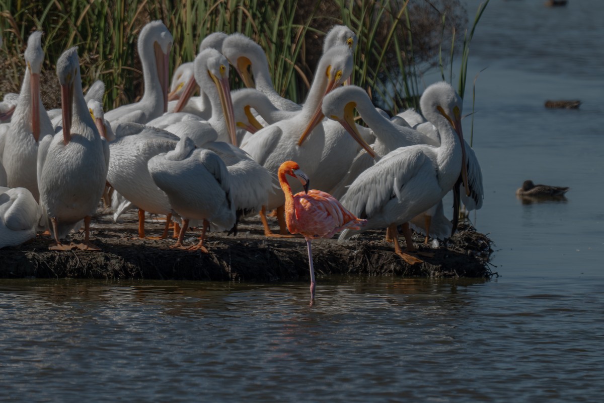American Flamingo - ML644684725